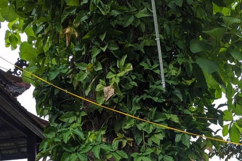 Về Nha Trang tìm cây giá tỵ