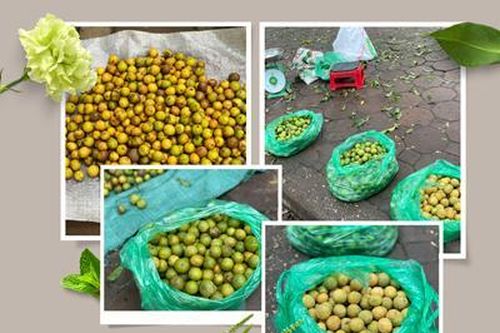 Hà Nội: Gian nan nghề hái 'khuy trời'