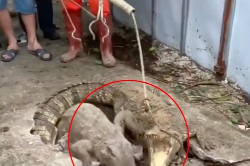 Chùm ảnh bất ngờ phát hiện cá sấu sống dưới vỉa hè