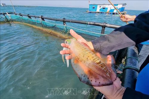 Nhân rộng mô hình nhân giống, nuôi mực bán tự nhiên
