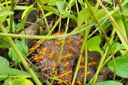 Bất ngờ sáp của loài ong này được lùng mua với giá 1,4 triệu đồng/kg