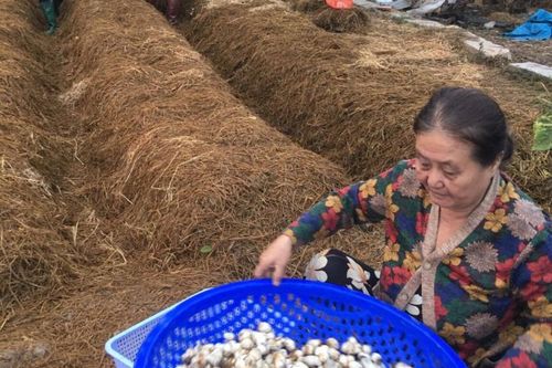 Xã Vĩnh Phú chuyển đổi cơ cấu cây trồng