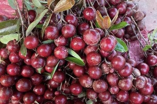 Từng gây sốt đến mức được người Thái săn lùng, nay nhãn tím 'đổ xô' chợ với giá bình dân