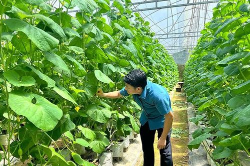 Tư duy mới ở các HTX nông nghiệp