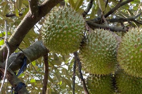 Khi đại gia tặng sầu riêng, nước mắm, trứng, chuối...