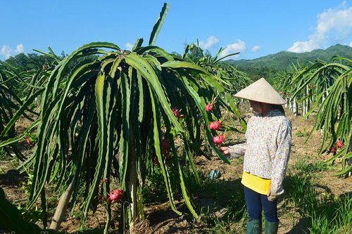 Phát triển cây ăn quả tập trung