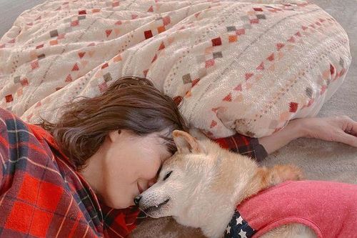 Chuyện cảm động về cuộc đời chú chó Shiba nổi nhất mạng xã hội vừa qua đời
