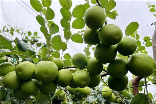 Tăng hiệu quả kinh tế cho sản phẩm táo Ninh Thuận