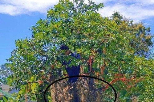 Cây thị gốc to 4 người ôm mới đủ, chủ ra giá 'khủng' khách chốt ngay