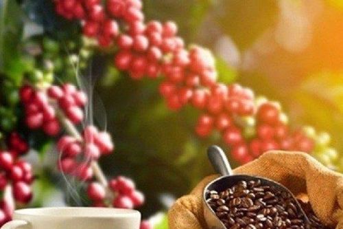 HSBC: Công nghệ đóng vai trò quan trọng với chuỗi cung ứng cà phê