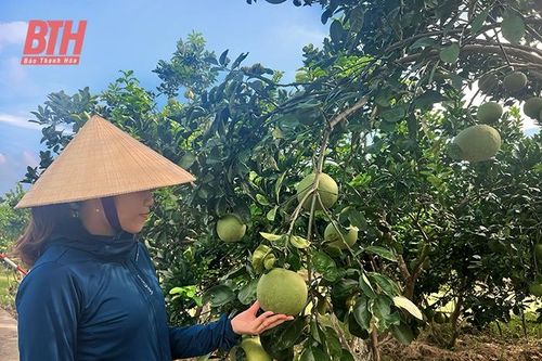 Yên Định phát triển kinh tế trang trại theo hướng bền vững