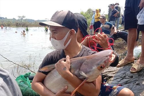 Hàng trăm người dân đổ xô về thủy điện Trị An bắt cá khủng kiếm tiền triệu