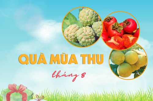 Quà mùa thu tháng 8