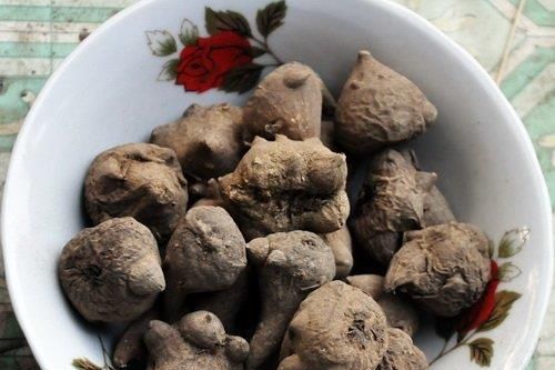 Lại có ca ngộ độc ấu tẩu do chế biến sai cách