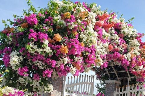 Có 6 loại hoa giấy đẹp, nhưng loại hoa giấy này mới nở quanh năm, sai hoa và bền đẹp rực rỡ