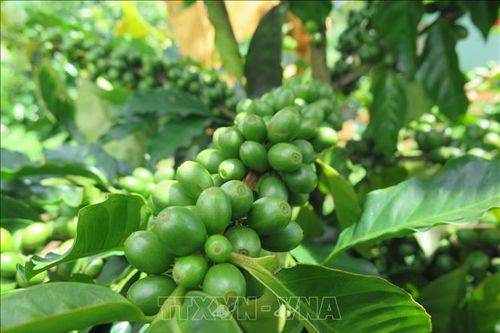 Cà phê xứ lạnh đang dần có chỗ đứng trên thị trường