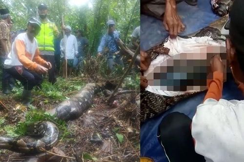 Kinh hãi 4 vụ trăn khổng lồ nuốt người đáng sợ nhất lịch sử