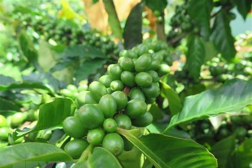 Kon Tum: Càphê xứ lạnh đang dần có chỗ đứng trên thị trường