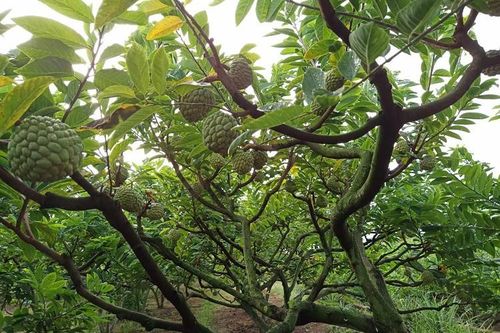 Loại cây xưa bị chặt bỏ giờ lại 'đắt như tôm tươi', mang đấu giá 100 triệu đồng/quả