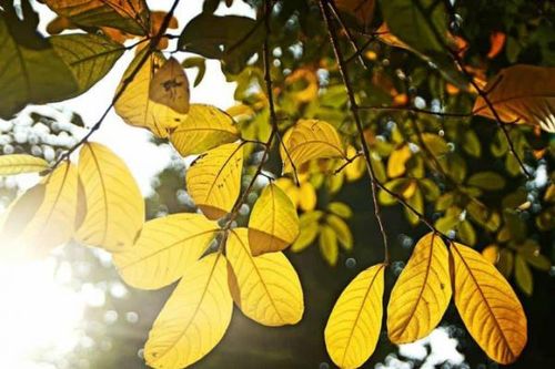 Về gối đầu lên mùa thu