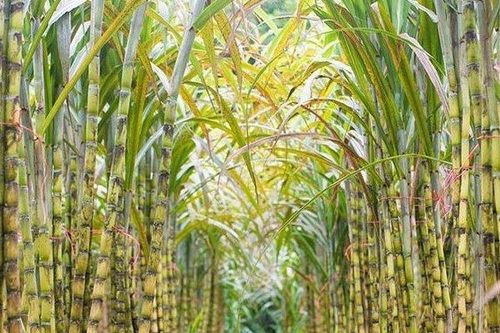 Mía đường Sơn La muốn chia cổ tức bằng tiền theo tỉ lệ 100%