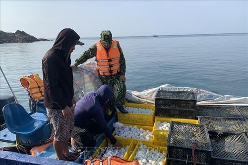 Bắt giữ vụ vận chuyển gà giống, trứng vịt lộn chưa rõ nguồn gốc bằng đường biển