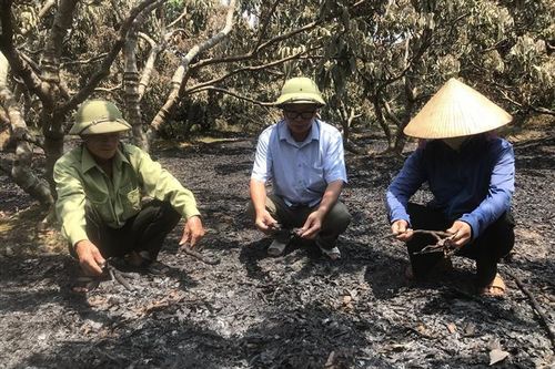 Hải Dương: Cháy vườn vải ở huyện Thanh Hà gây thiệt hại lớn