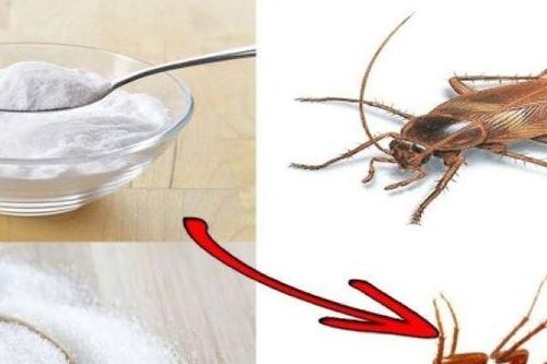 6 mẹo đuổi gián 'cao chạy, xa bay' cực kỳ hiệu quả mà không tốn một xu
