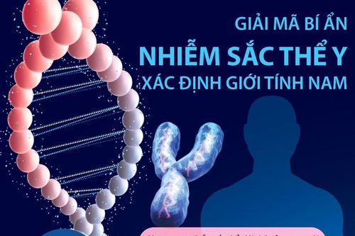 Giải mã bí ẩn nhiễm sắc thể Y xác định giới tính nam