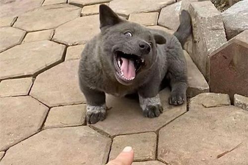 Những chú chó, mèo Việt Nam trở thành hiện tượng mạng khắp thế giới
