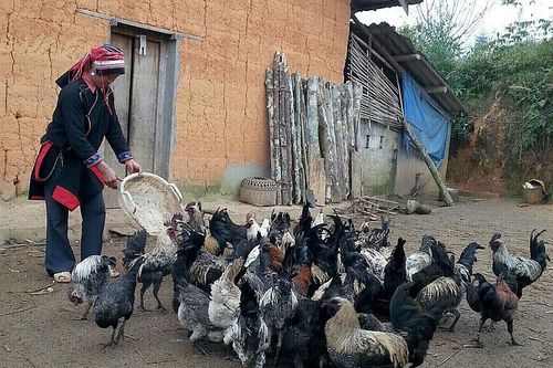 Mèo Vạc (Hà Giang) hỗ trợ phát triển các sản phẩm theo hướng hàng hóa