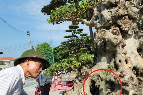 Dàn cây cảnh nghệ thuật muôn màu có '1-0-2', chỉ xem thôi ít ai dám hỏi giá
