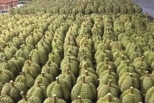 'Làm giả' con dấu của Chủ tịch xã để xuất khẩu sầu riêng sang Trung Quốc