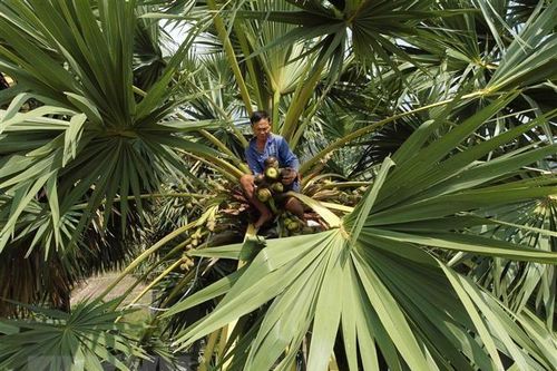 An Giang tiến tới hình thành vùng sản xuất thốt nốt hữu cơ