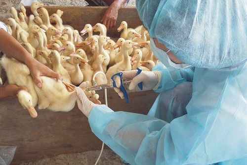 Bắc Ninh: Chi hơn 14 tỷ đồng mua vaccine phòng bệnh cho gia súc, gia cầm