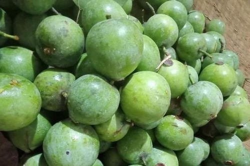 Thứ quả rẻ tiền nấu canh cá, canh chua ngon khó cưỡng, chỉ có nhiều vào mùa thu nhưng ăn được quanh năm