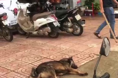 Kịp thời hỗ trợ, động viên học sinh bị chó cắn trước cổng trường