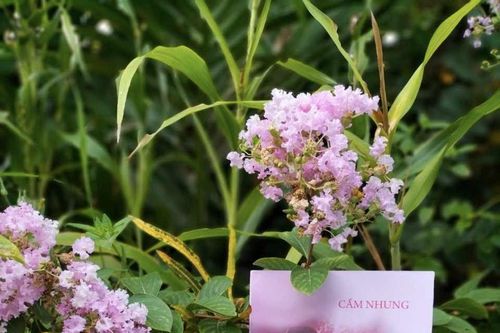 Bình yên trong thơ Phan Cẩm Nhung