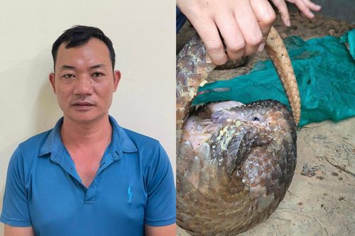 Bắt ổ nhóm buôn bán, vận chuyển tê tê Java nguy cấp quý hiếm