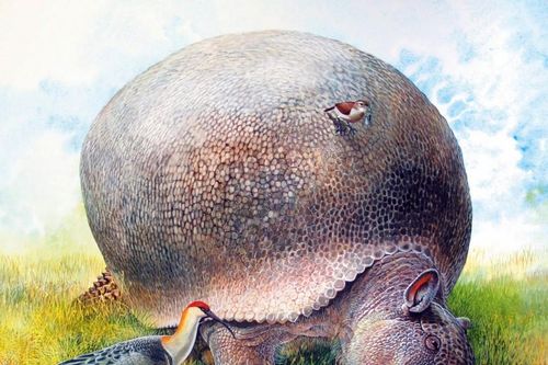 Soi quái thú khổng lồ thời tiền sử được mệnh danh là 'xe bọc thép'