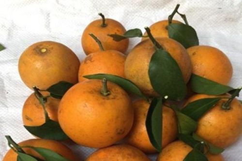 Phân ure nhả chậm made in Việt Nam