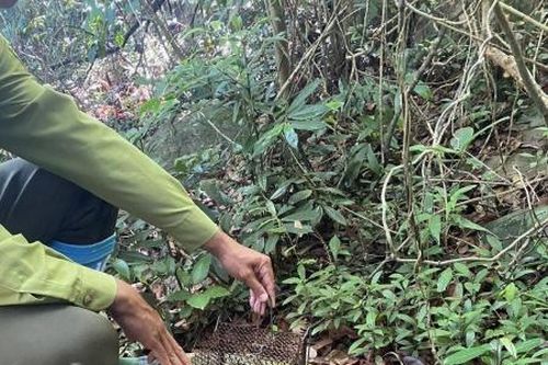 Gỡ bỏ hàng trăm bẫy thú rừng trong Khu bảo tồn bán đảo Sơn Trà