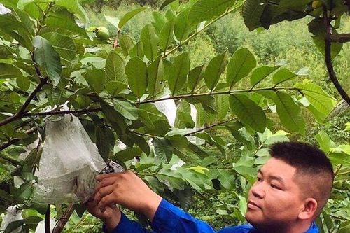 Anh Thương khởi nghiệp thành công từ mô hình trồng cây ăn quả