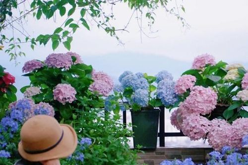 Trồng hoa và cỏ trên sân thượng, cô gái biến khu vườn thành chốn thần tiên