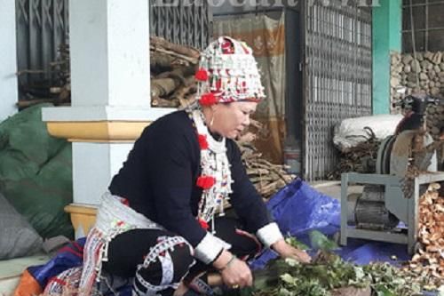 Bảo tồn những bài thuốc quý ở Lào Cai
