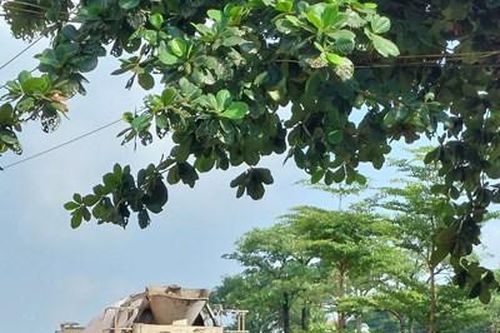 Việt Trì, Phú Thọ: Cháu bé 10 tuổi tử vong thương tâm dưới gầm xe trộn bê tông