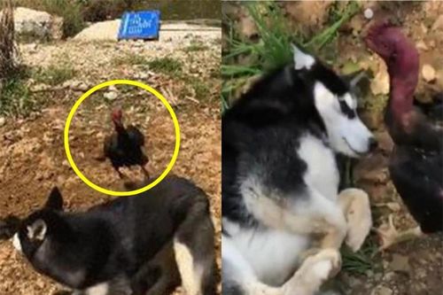 Gửi chó cưng ngỗ ngược về quê, 30 phút sau, chàng trai tá hỏa khi nhận được cuộc gọi từ người thân