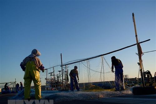 Nhật Bản: Không phát hiện tritium trong cá gần khu vực xả thải