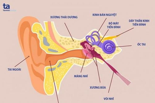 Rối loạn tiền đình: Những điều cần biết và cách phòng tránh