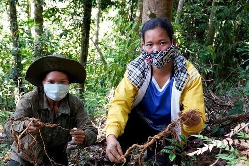 Phát triển cây dược liệu - sinh kế mới của đồng bào vùng cao